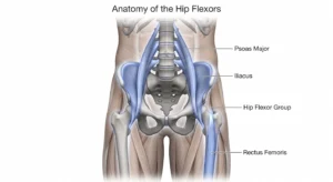 Diagram highlighting the psoas major, iliacus, and Hip Flexor Muscles